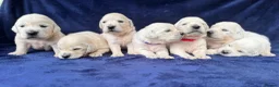 Golden Retriever dogs for sale: Stunning Cream, KC reg, health tested Puppies - Advert 30