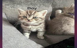 Scottish Fold cats for sale: scottish fold kittens  - Image 33