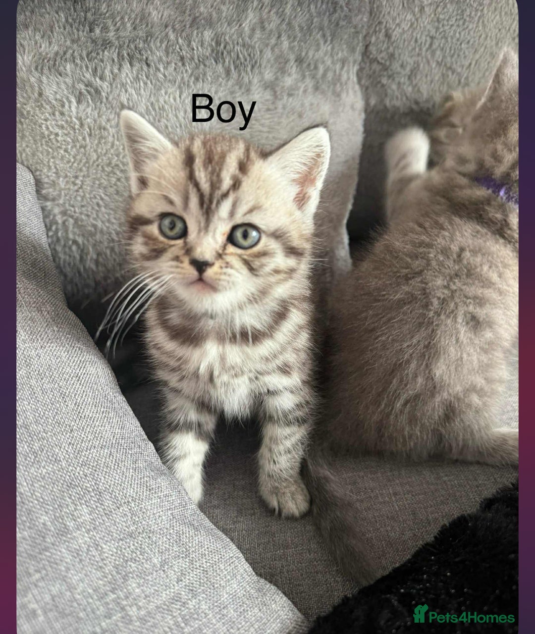 Scottish Fold cats for sale: scottish fold kittens  - Image 33