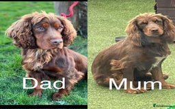 Cocker Spaniel dogs for sale: Make Working cocker spaniel puppies  - Image 3