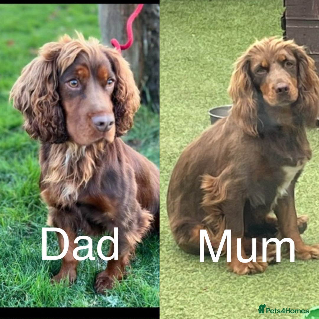 Cocker Spaniel dogs for sale: Make Working cocker spaniel puppies  - Image 3