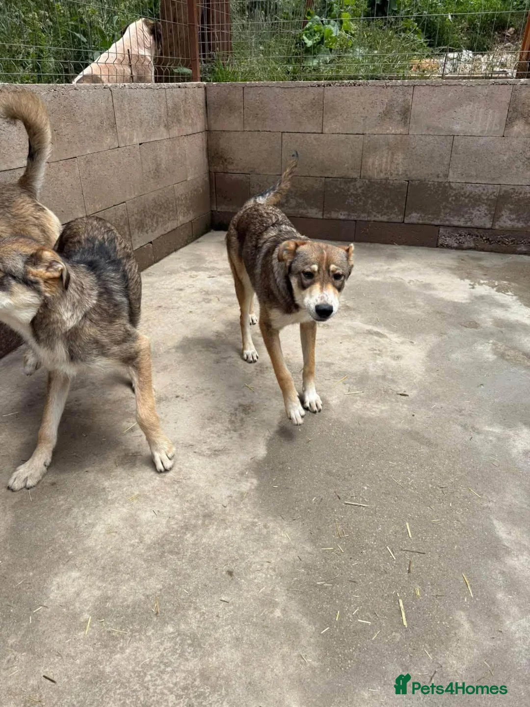 Mixed Breed dogs for adoption: Eira is looking for a home with another dog in Brighton - Advert 2