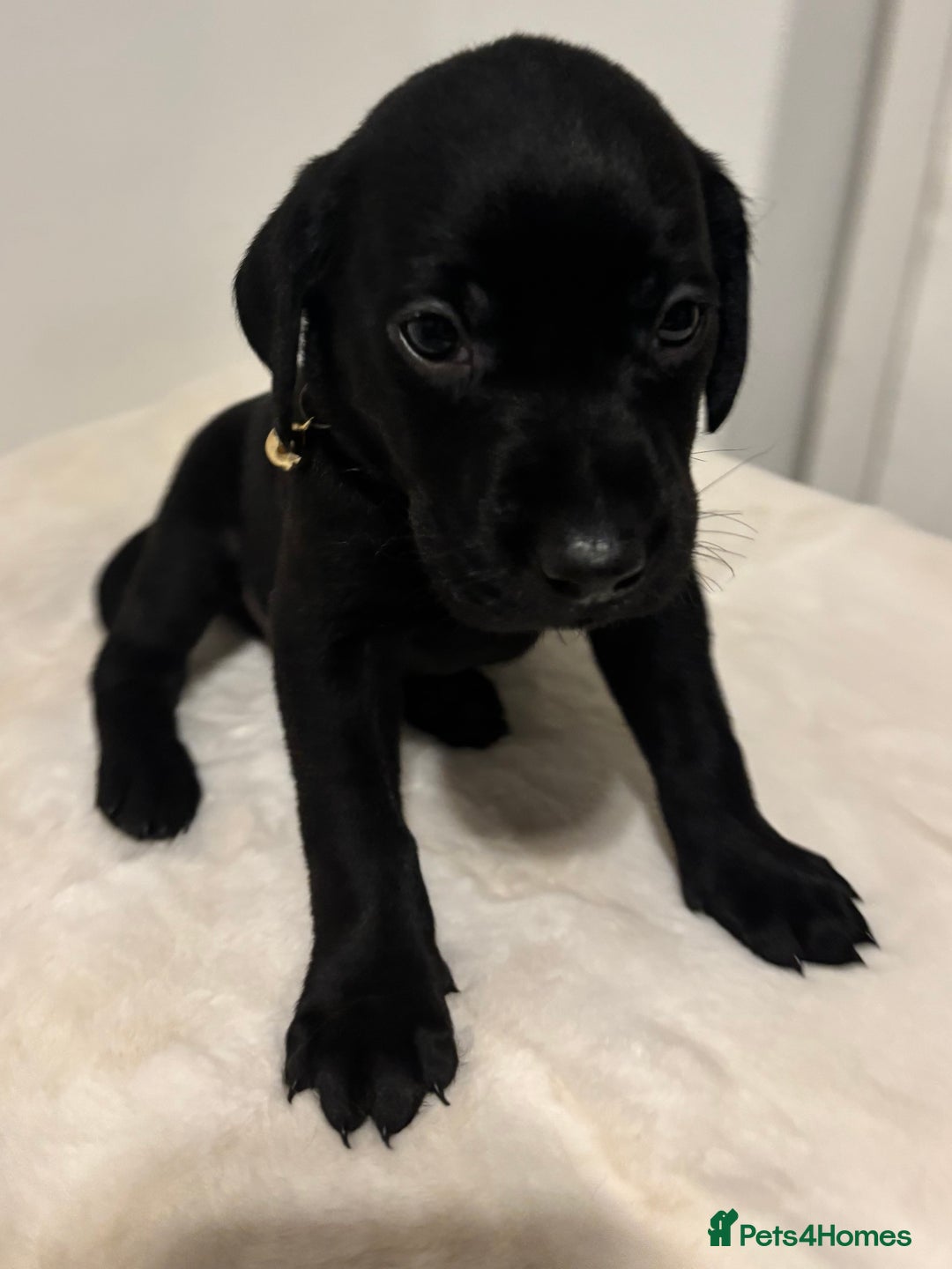 Labrador Retriever dogs for sale: Fully Health Tested Outstanding KC Reg Puppies - Advert 12