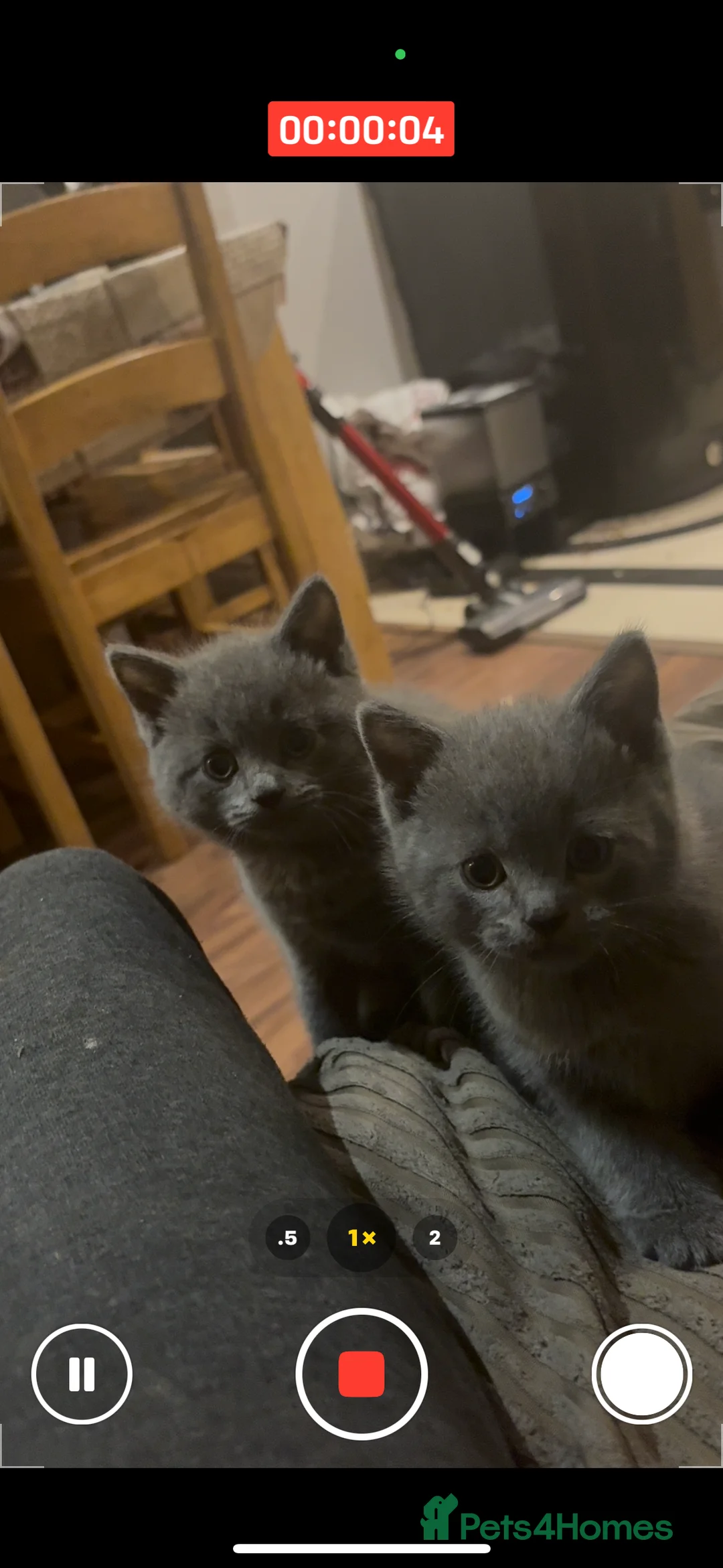 British Shorthair cats for sale: British Shorthair kittens  - Advert 22