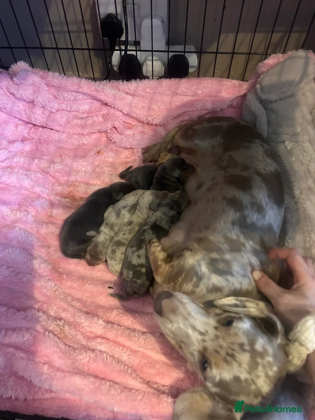 Miniature Dachshund dogs for sale: Stunning Dapple miniature dachshunds  - Advert 3