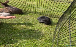 Mini Lion Lop rabbits for sale: Super friendly and loving babies - Image 9