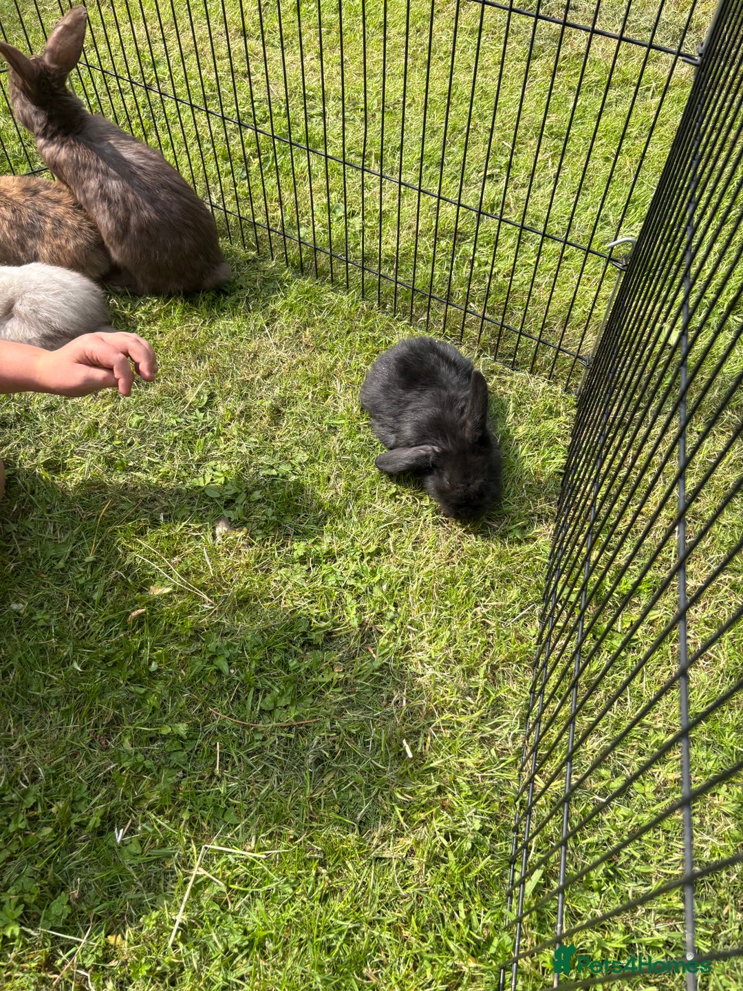 Mini Lion Lop rabbits for sale: Super friendly and loving babies - Image 9