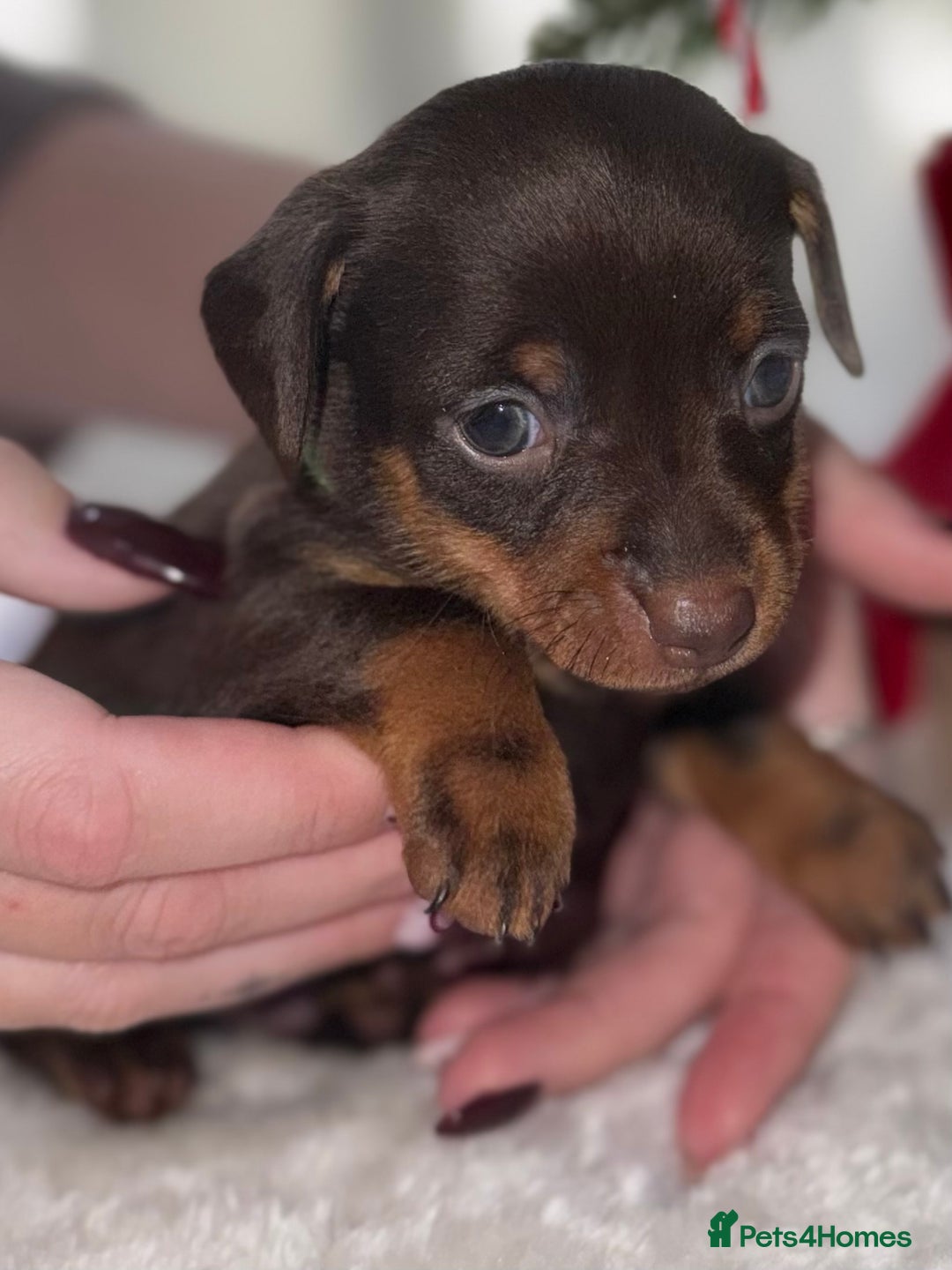 Chiweenie dogs for sale: 3 Gorgeous Girls & 2 Beautiful Boys  - Advert 21