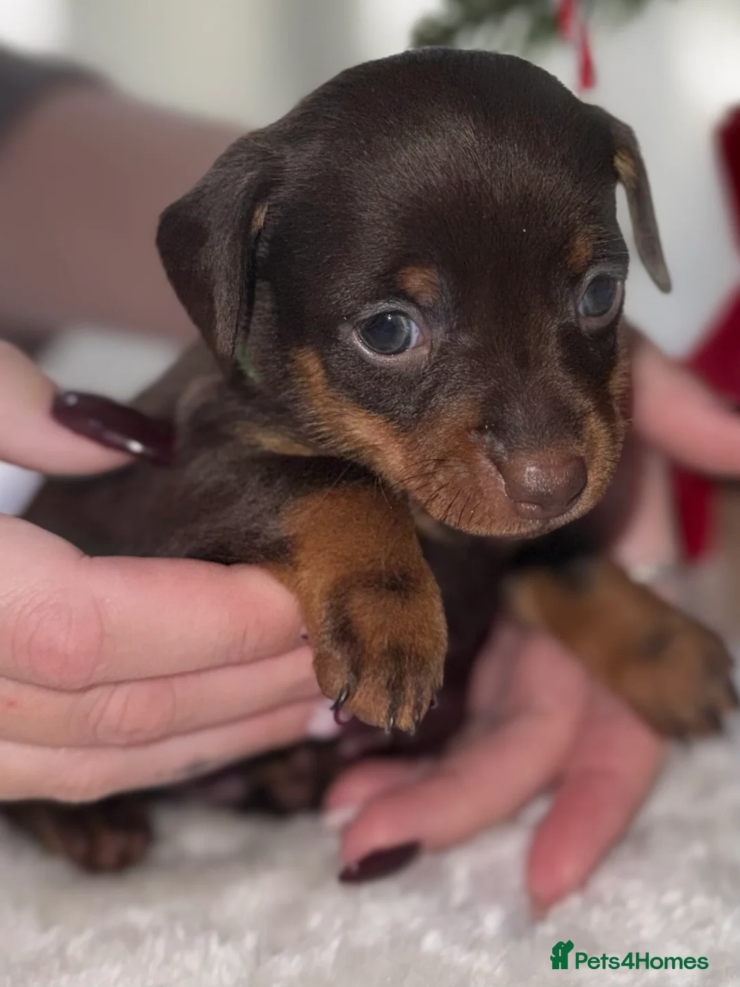 Chiweenie dogs for sale: Miniature Dachshund x Chihuahua  - Advert 34