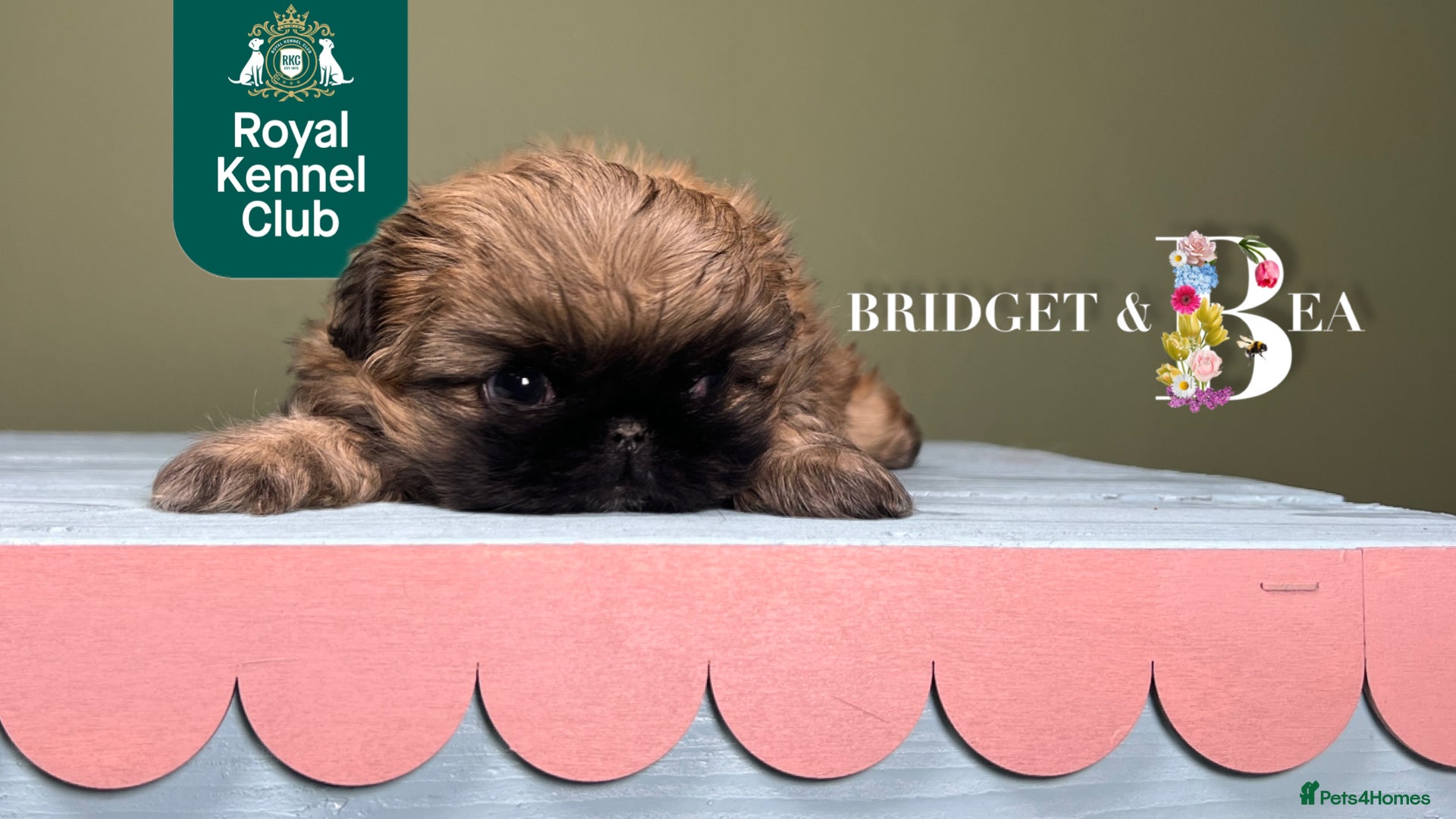 Pekingese dogs ⭐️QUALITY KC PUPS⭐️ - Advert 2