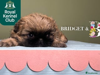 Pekingese dogs ⭐️QUALITY KC PUPS⭐️ - Advert 2