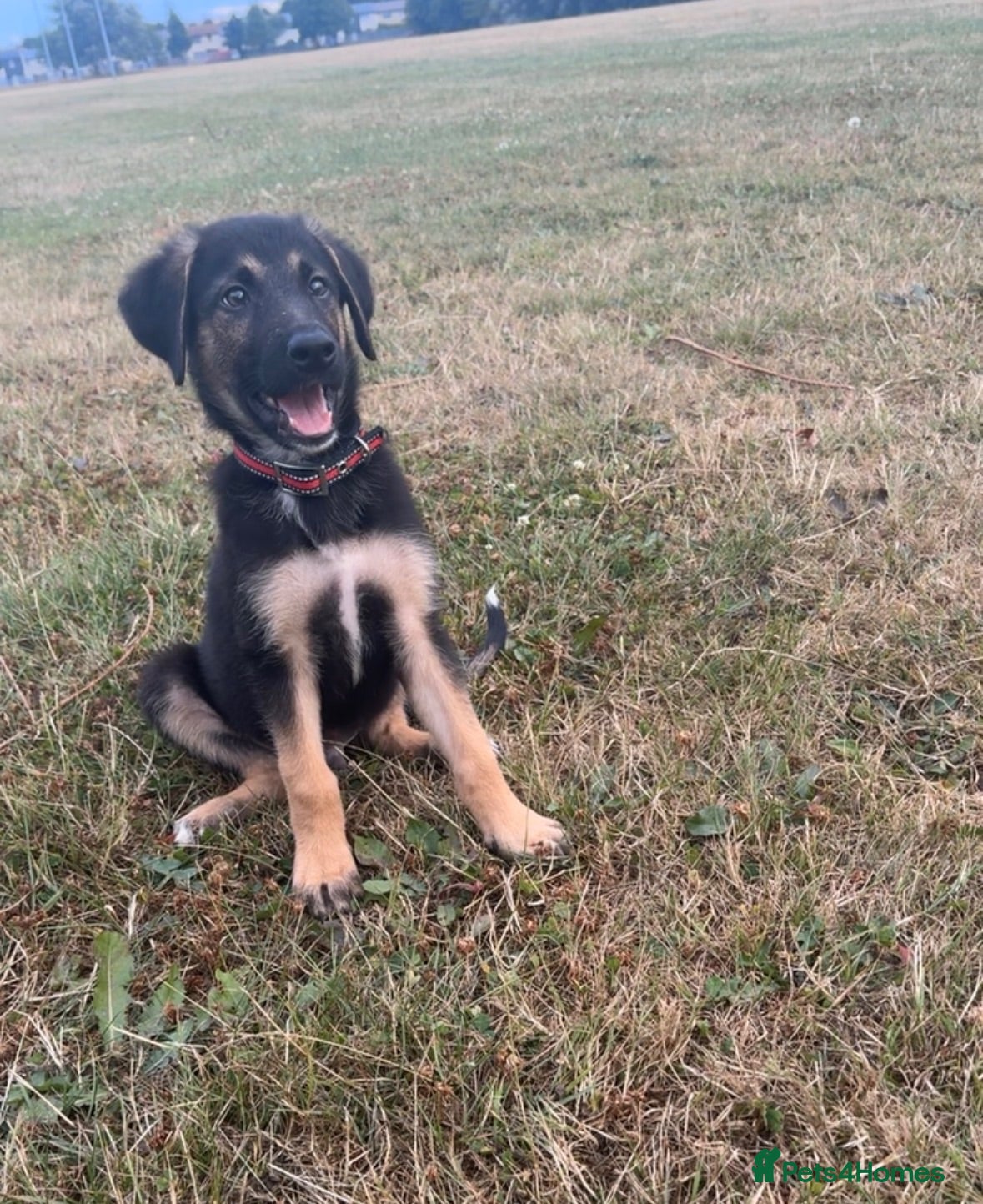 Mixed Breed dogs Male German Shepherd cross Akita puppy - Advert 16