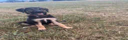 Mixed Breed dogs for sale: Male German Shepherd cross Akita puppy in Liverpool - Advert 1