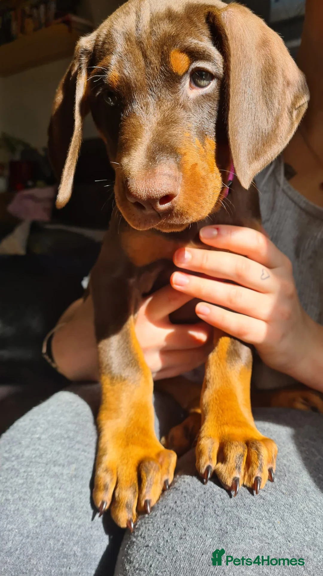 Dobermann dogs for sale: KC registered Dobermann puppies - Advert 1