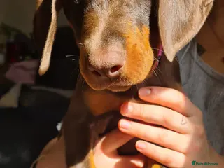 Dobermann dogs KC registered Dobermann puppies - Advert 3