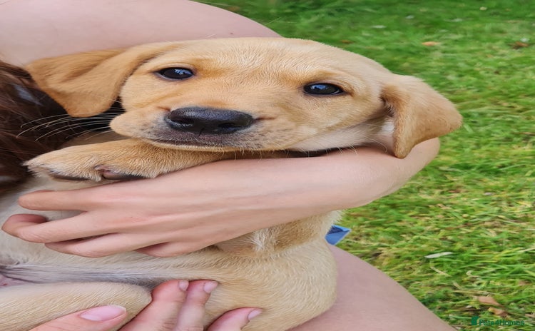 Labrador Retriever dogs - Advert 12