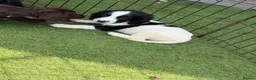 Cockapoo dogs for sale: 12 stunning cockapoo puppies ready now - Advert 16