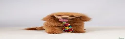 Toy Poodle dogs for sale: Health clear Kc chocolate toy poodles  in Romford - Advert 17