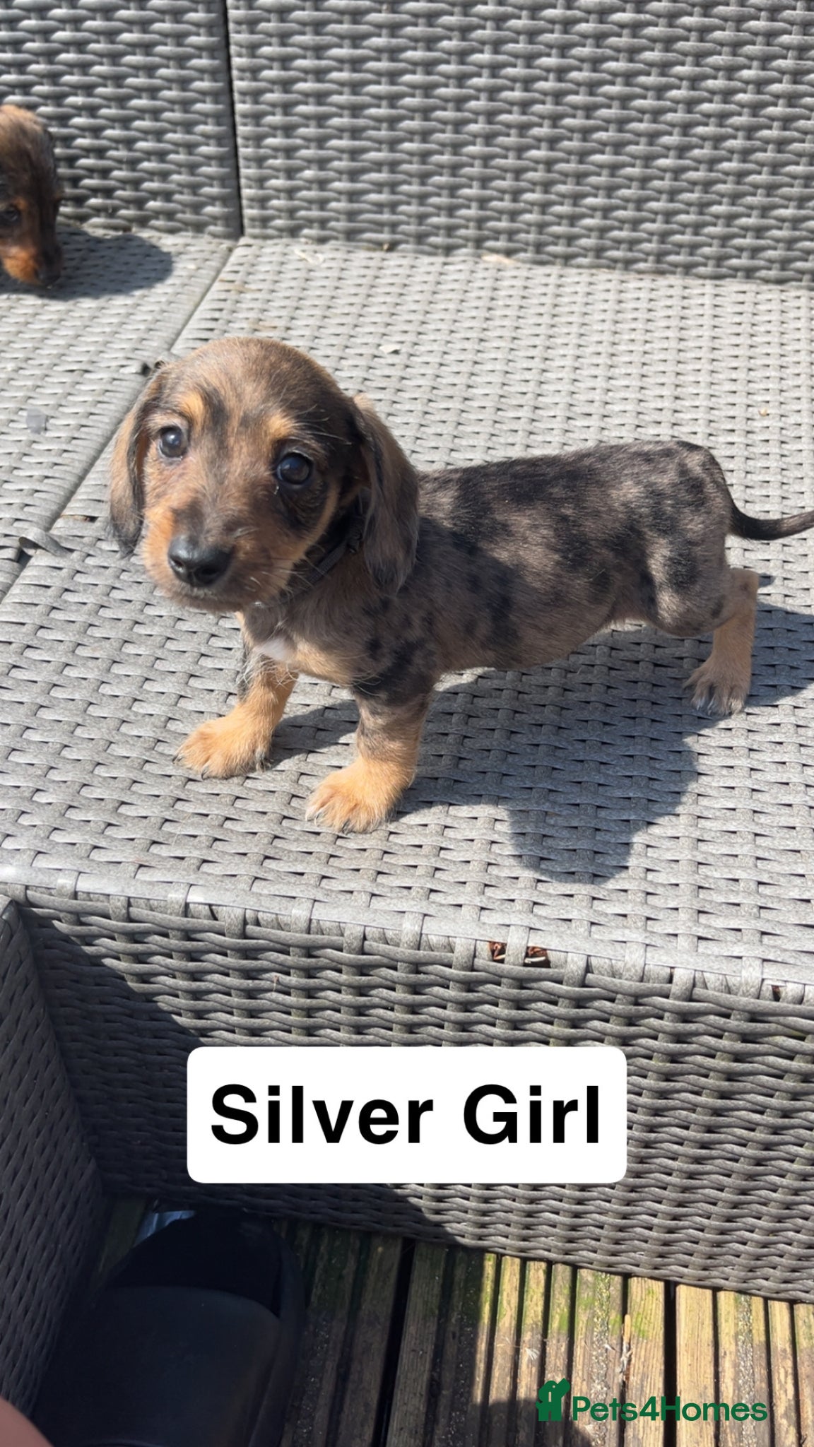 Mixed Breed dogs Mini Schnoxie’s (mini schnauzer x mini dachshund  - Advert 1