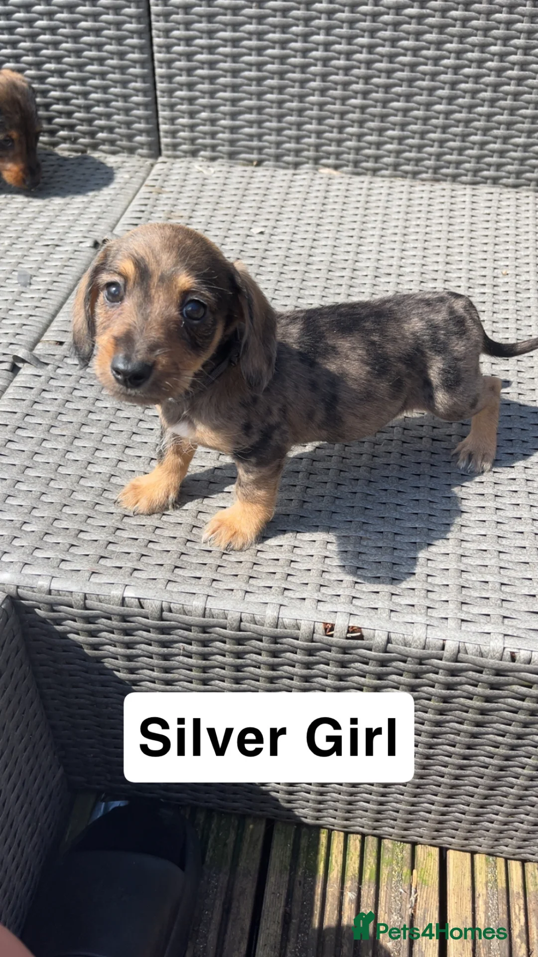 Mixed Breed dogs for sale: Mini Schnoxie’s (mini schnauzer x mini dachshund  - Advert 1