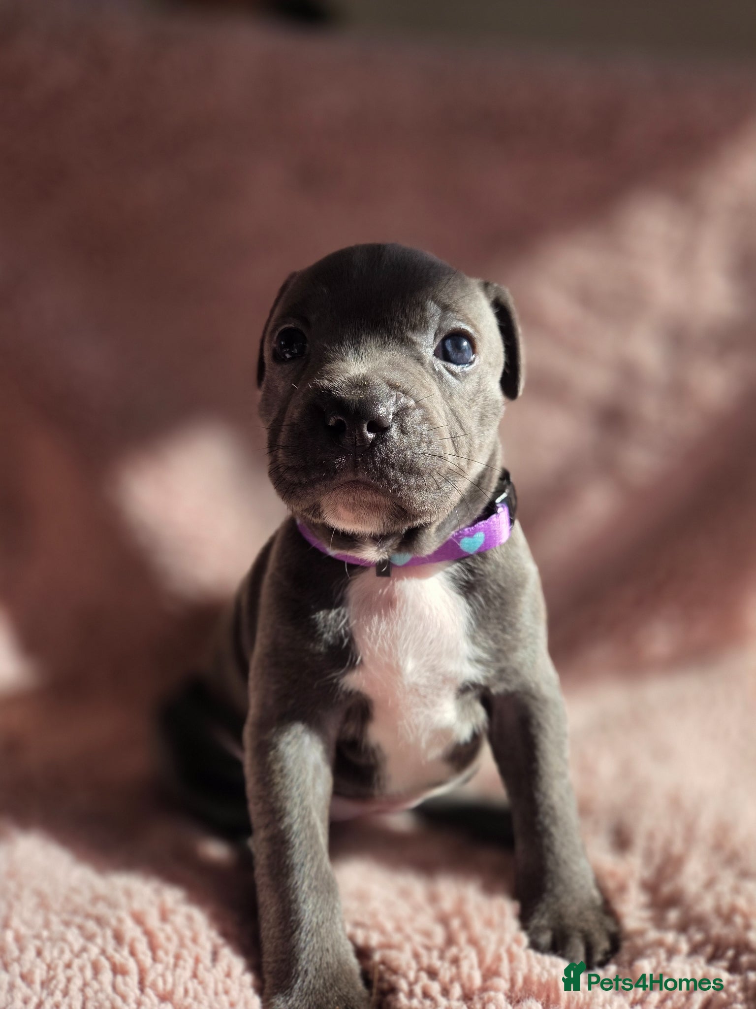 Staffordshire Bull Terrier dogs KC Reg Staffordshire Bull terrier puppies  - Advert 15