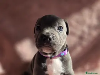 Staffordshire Bull Terrier dogs KC Reg Staffordshire Bull terrier puppies - Advert 15