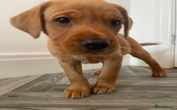 Labrador Retriever dogs for sale: Red Fox Labrador Puppies  - Image 11