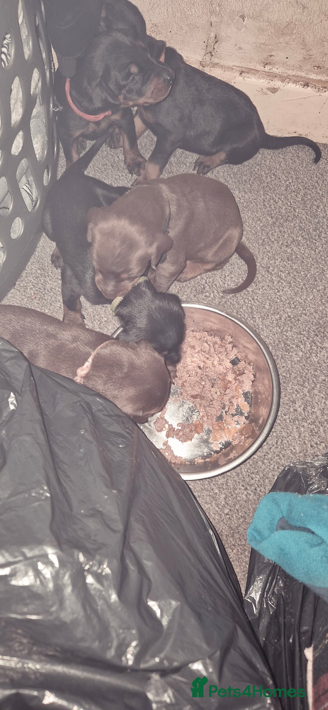 Dobermann dogs for sale: Dobermanns for Sale - Advert 21