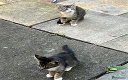 Domestic Shorthair cats for sale: Ekaterine  - Image 10