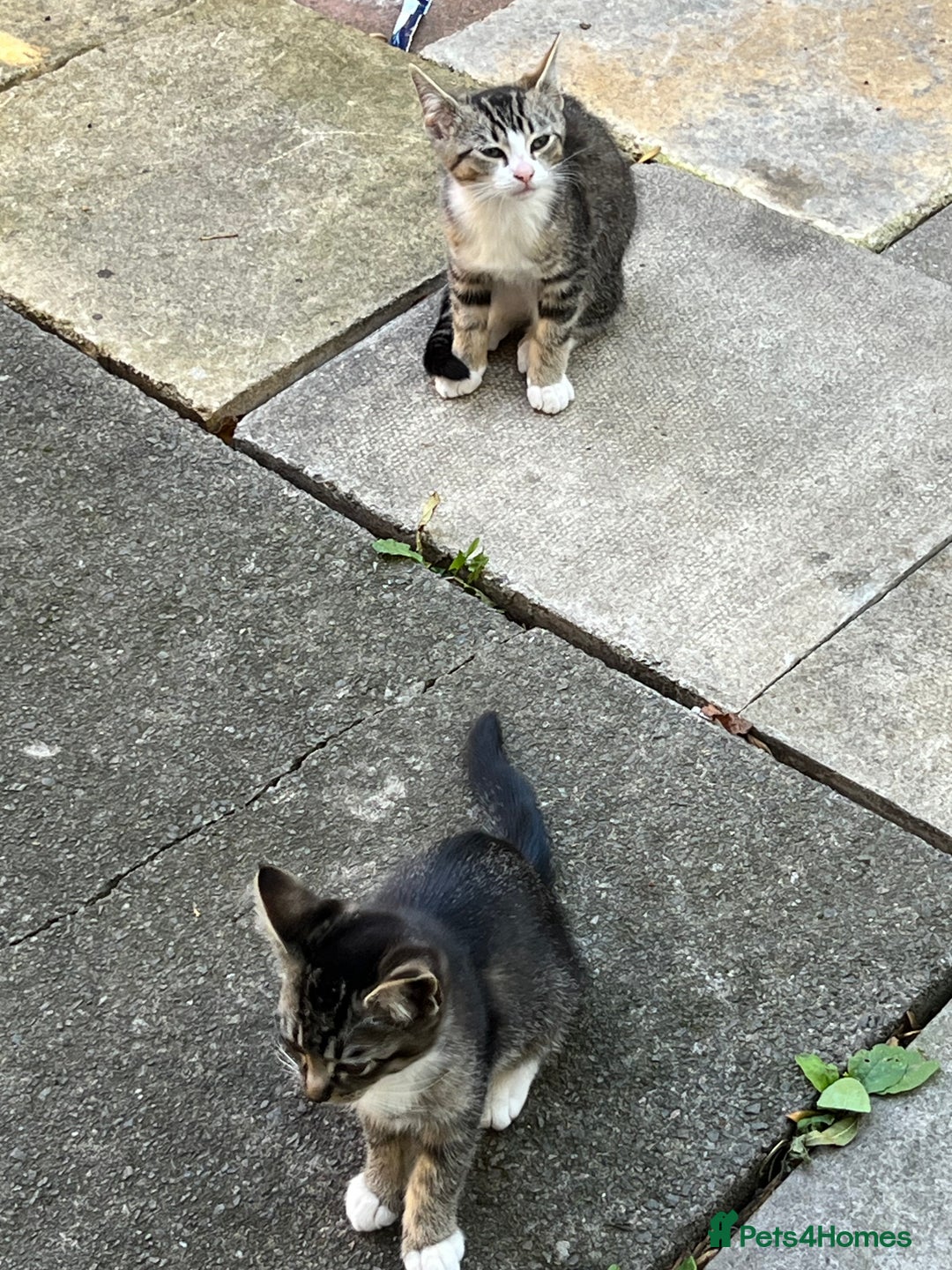Domestic Shorthair cats for sale: Ekaterine  - Image 10