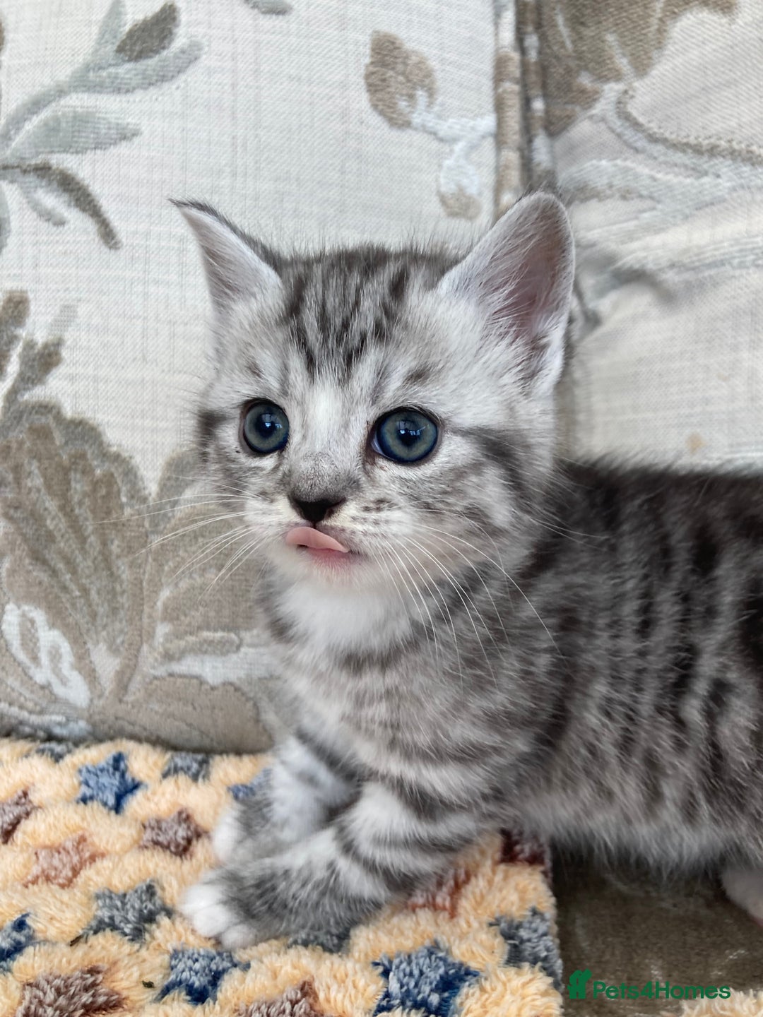 Exotic cats for sale: Exotic x kittens - Image 16