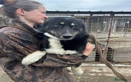 Mixed Breed dogs for adoption: Renato - Norwich Norfolk  - Image 12