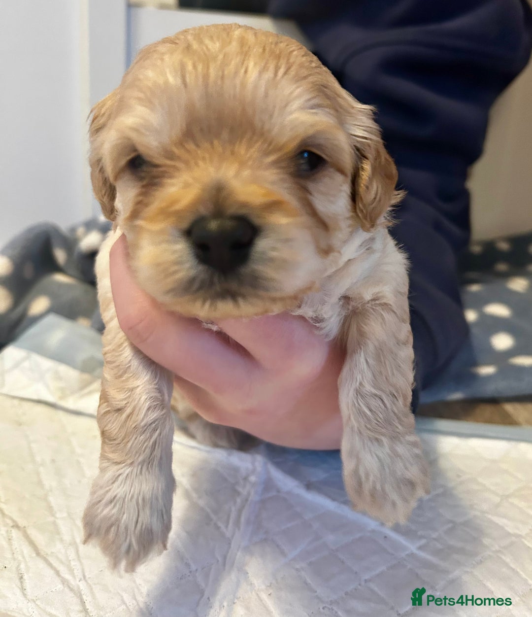 Cavapoochon dogs for sale: Cavapoochons 5 girls 2 boys - Advert 1