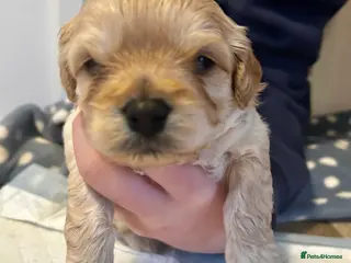 Cavapoochon dogs Cavapoochons 5 girls 2 boys - Advert 1