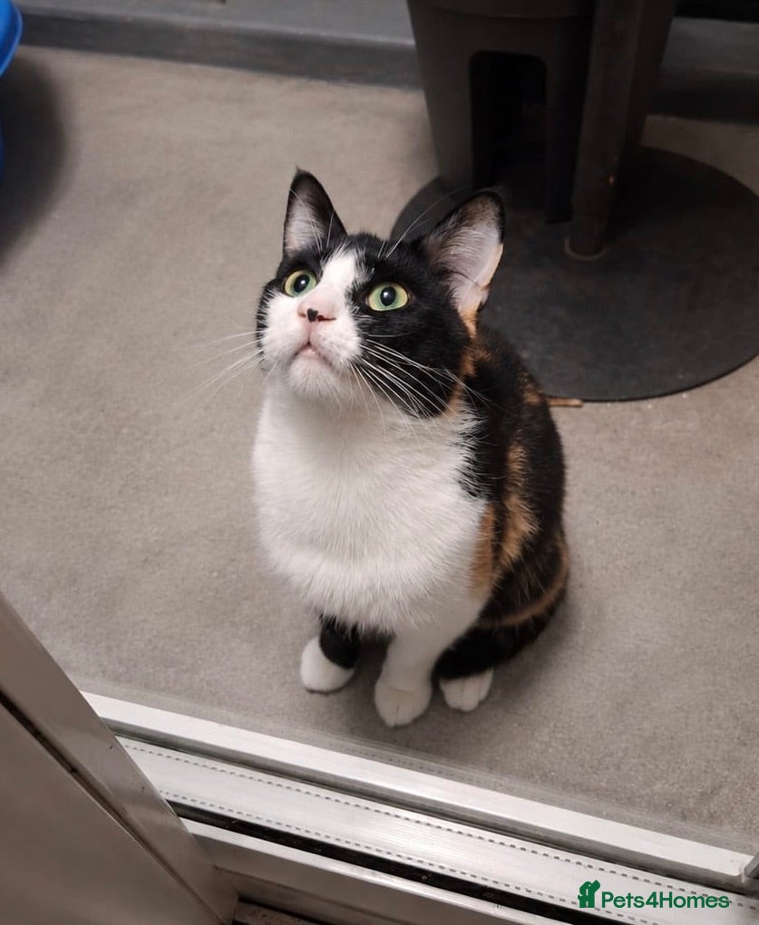 Mixed Breed cats Rescue cat, beautiful Calico - Advert 2