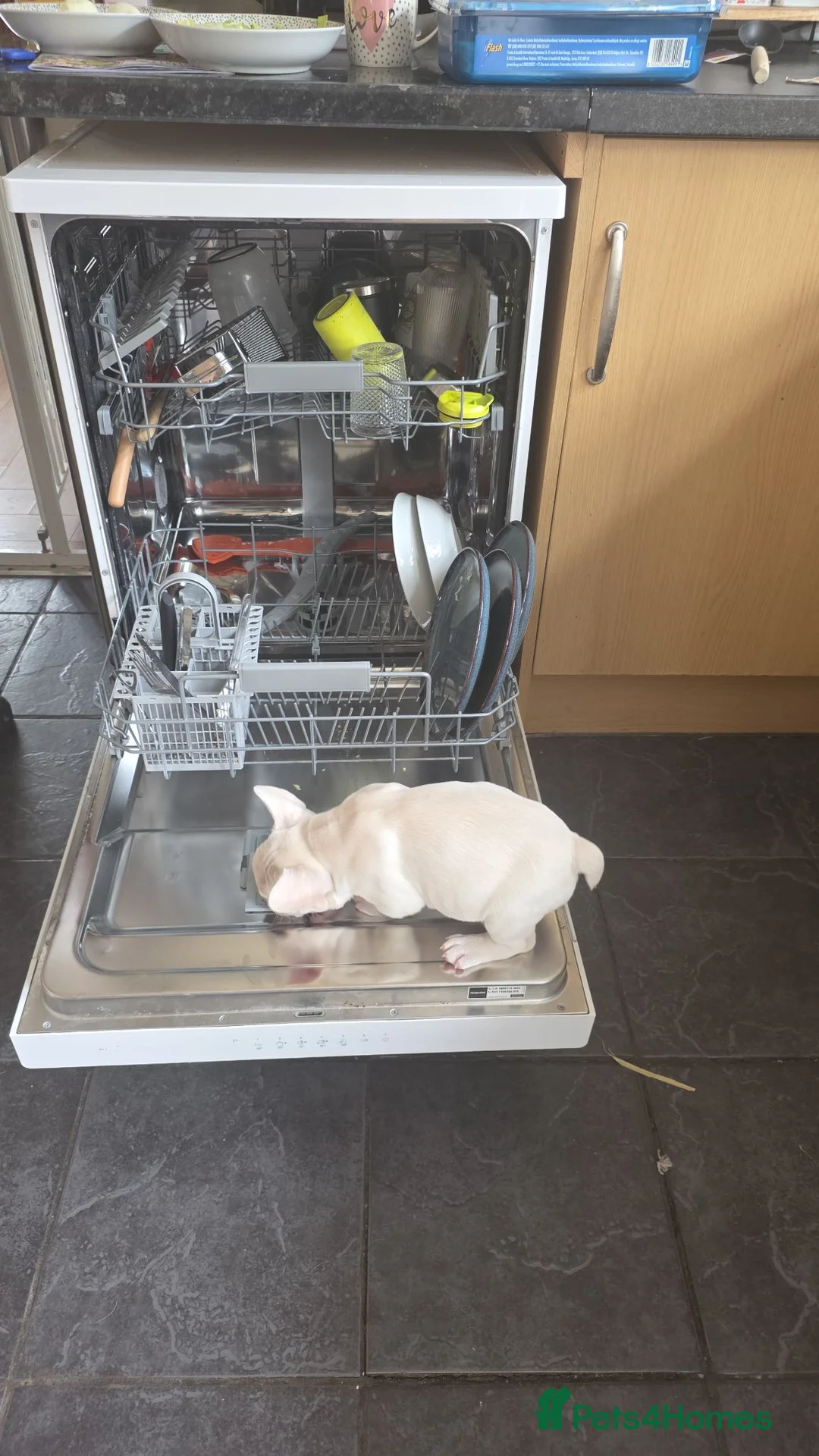 French Bulldog dogs for sale: French Bulldog puppies  - Advert 2