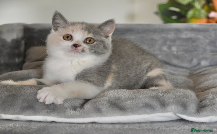 British Shorthair cats - Advert 1