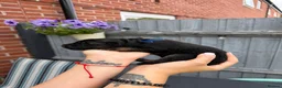 German Shepherd dogs for sale: KC Registered German Shepherd Puppies - Advert 24