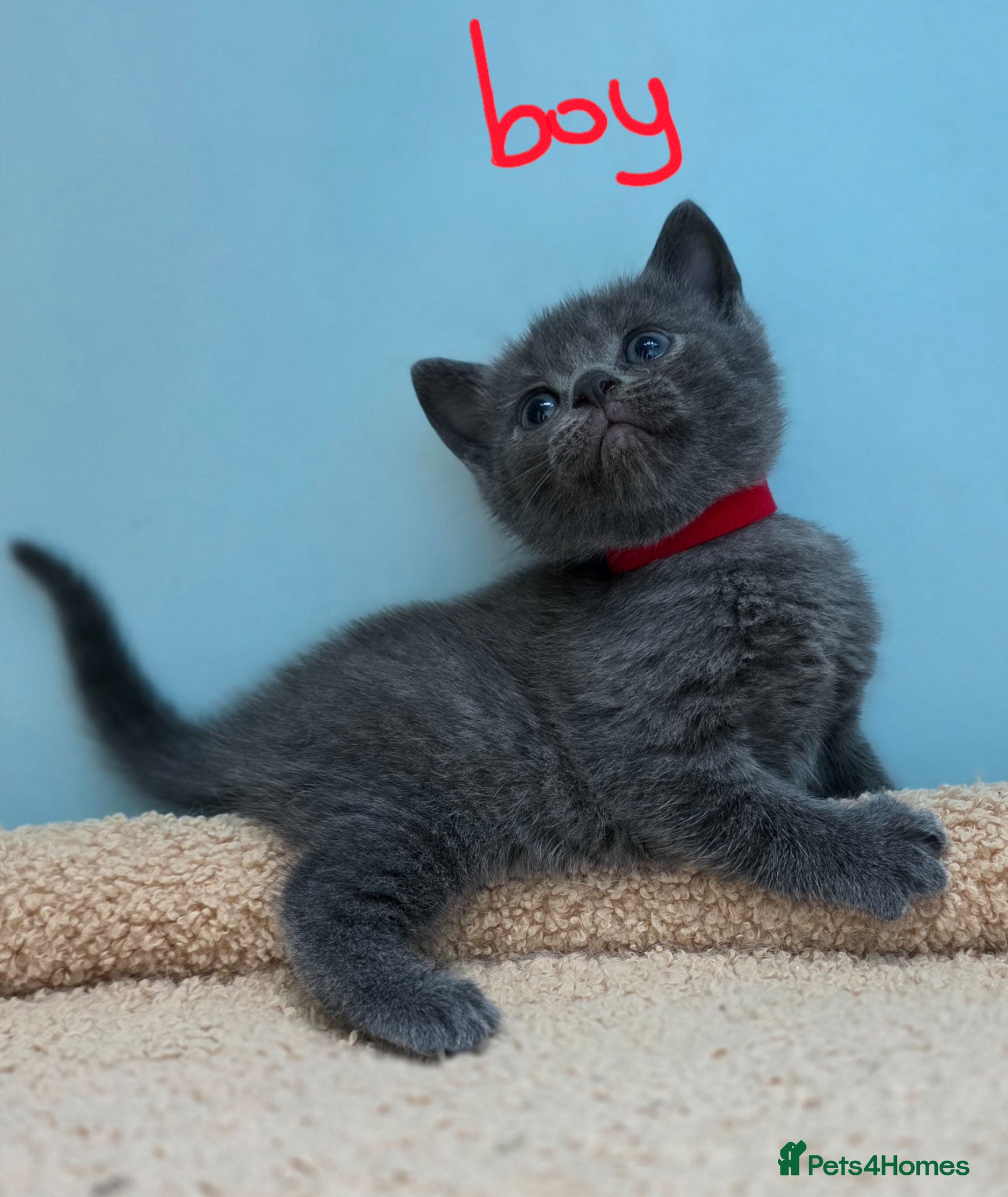 British Shorthair cats Gorgeous British Shorthair Cross kittens - Advert 1