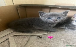British Shorthair cats for sale: 6 adorable BSH kittens looking for forever homes  - Image 11