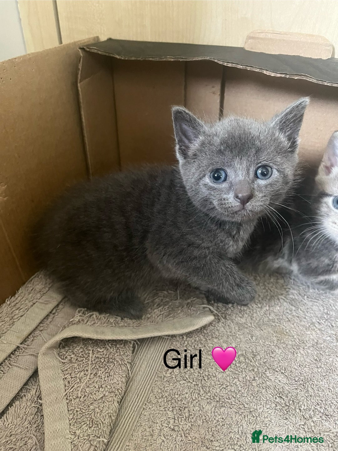 British Shorthair cats for sale: 6 adorable BSH kittens looking for forever homes  - Image 11