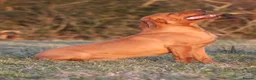 Labrador Retriever dogs for sale: FOX RED LAB PUPS PARENTS EXTENSIVELY HEALTH TESTED - Advert 12