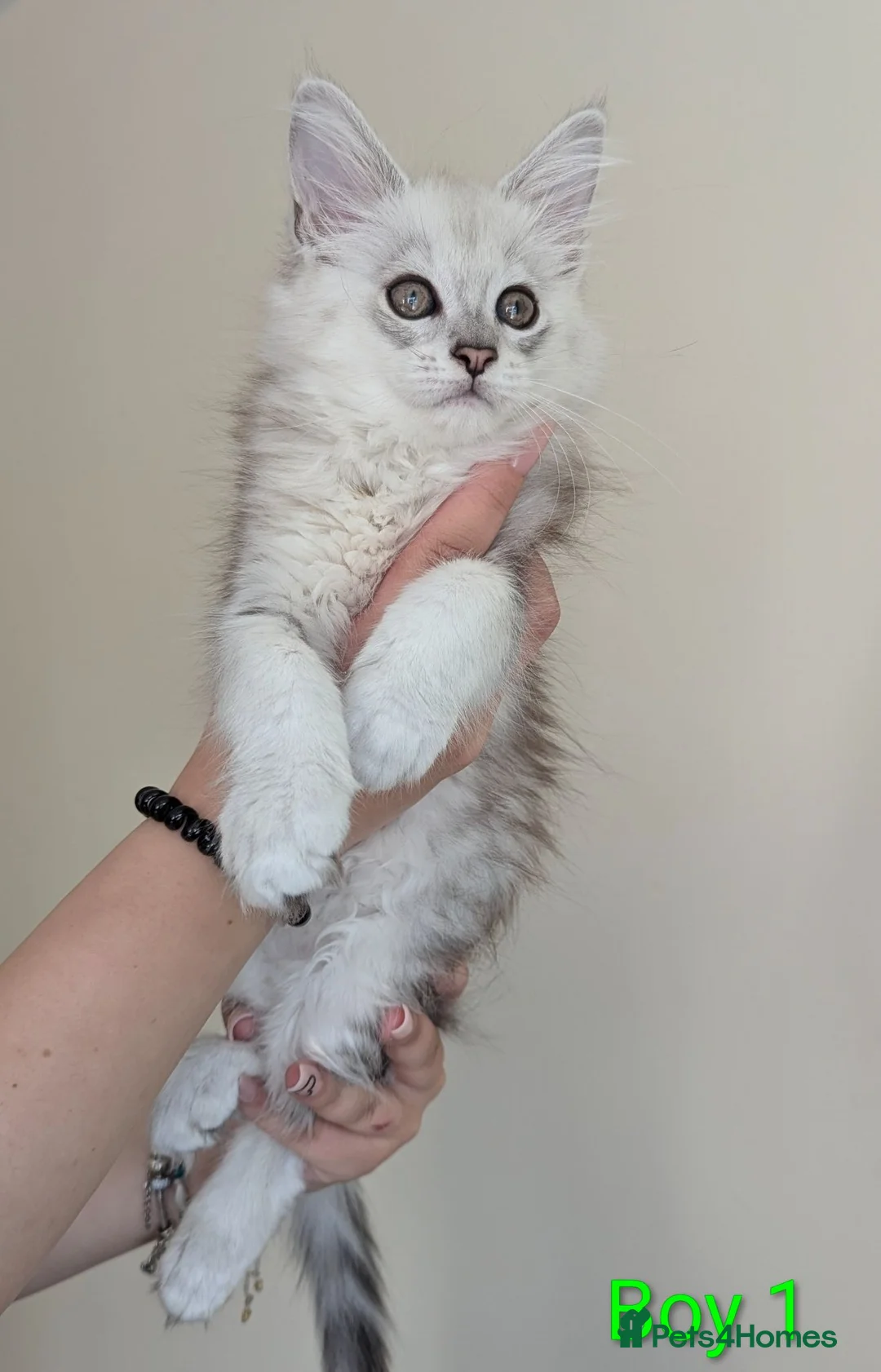Maine Coon cats for sale: Male Maine Coon Kittens  in Alfreton - Advert 2