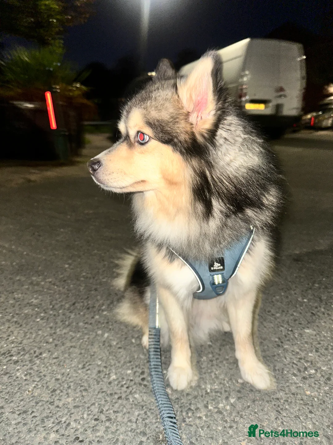 Pomsky dogs for stud: 🔥 Zorro – Proven Pomsky Stud | £850 🔥 - Advert 2