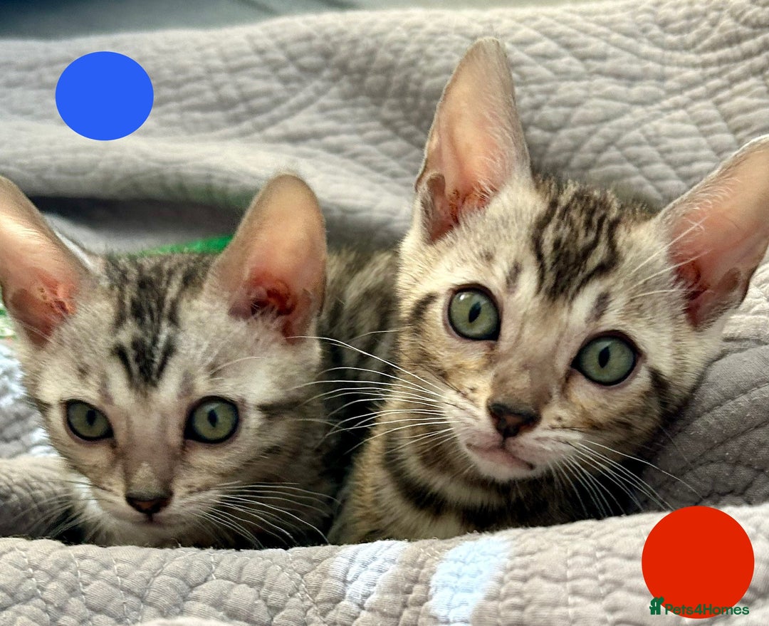 Bengal cats for sale: 5 Stunning Bengal girls ready for their new homes - Image 7