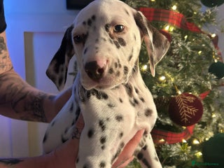Dalmatian dogs KC Registered Dalmatian Puppies - Advert 6