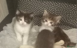 Maine Coon cats for sale: Kittens - Image 2