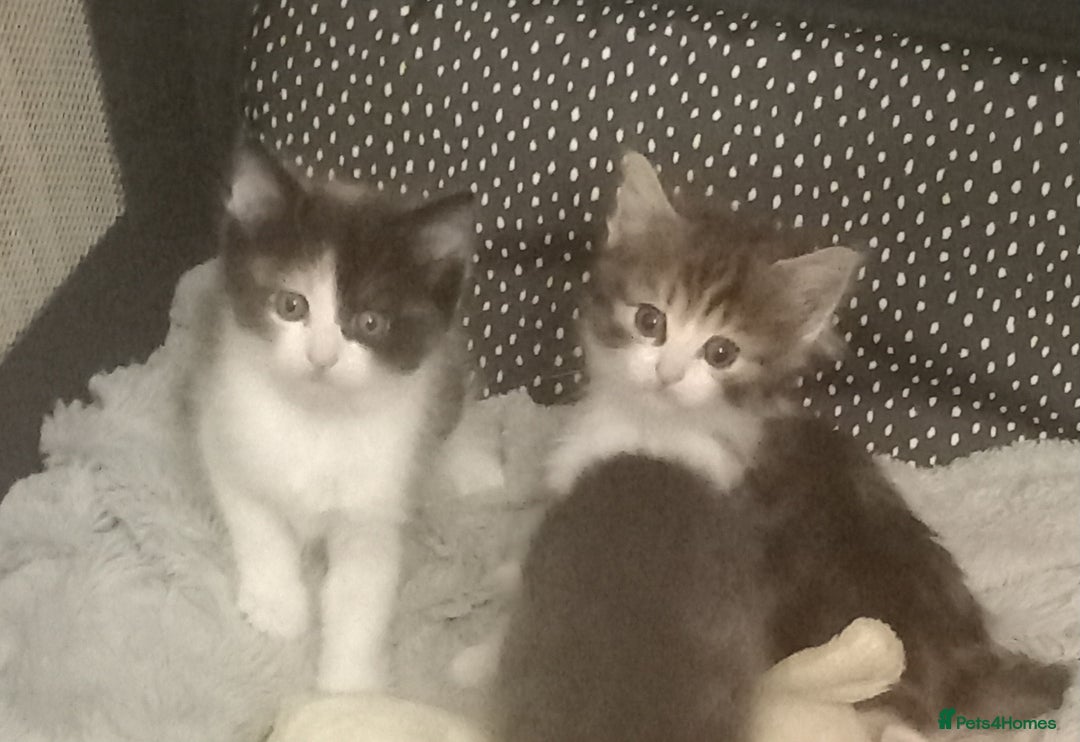 Maine Coon cats for sale: Kittens - Image 2