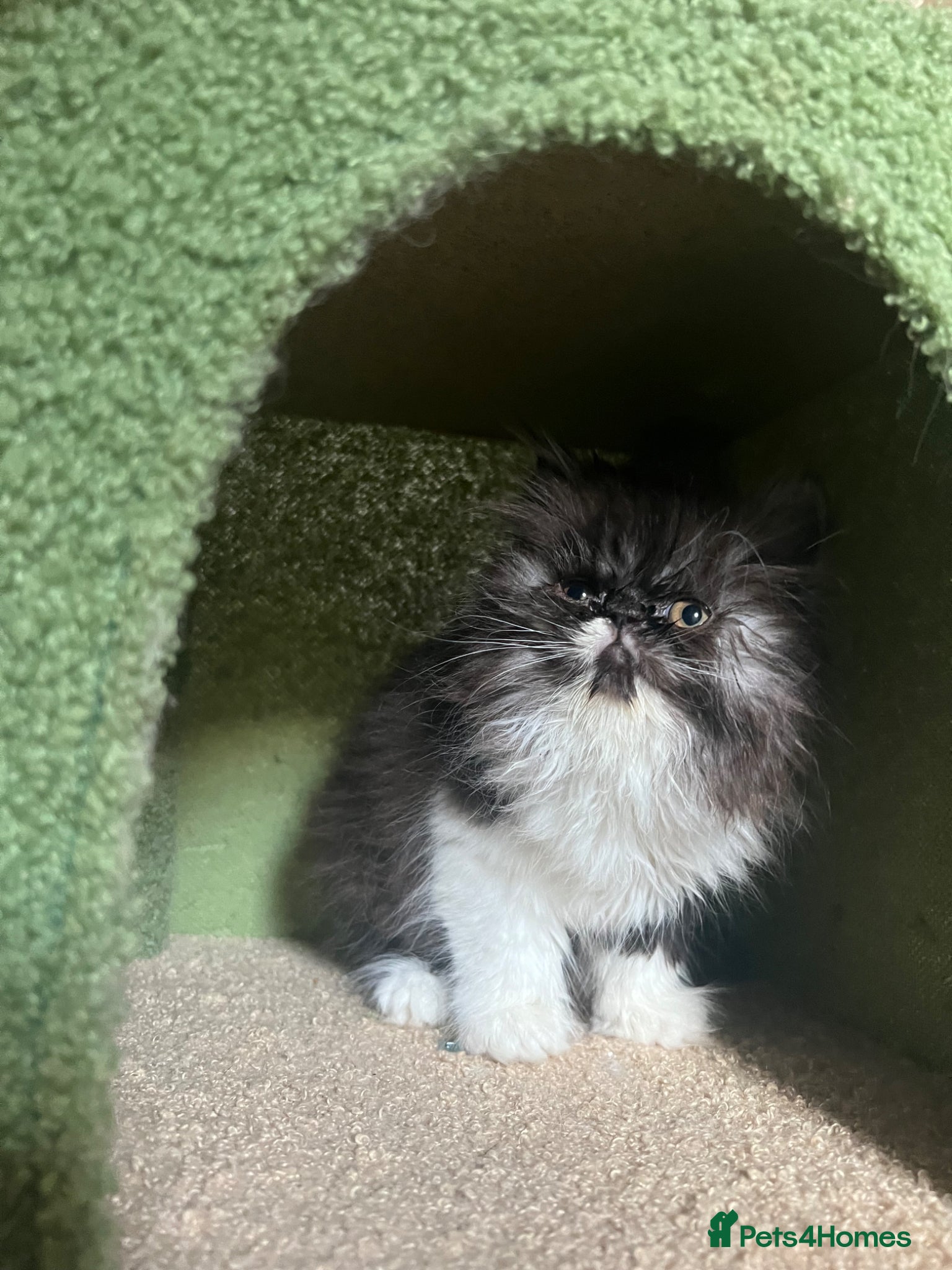 Persian cats for sale: Betty looking for new home - Advert 6