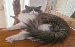 British Longhair cats for sale: Tica registered British Longhair Lady Rehome - Image 13